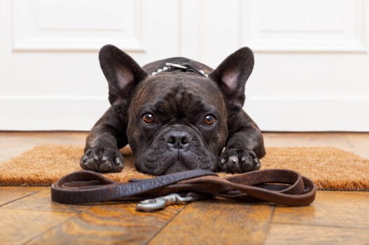 Hund der mangler hundepasning