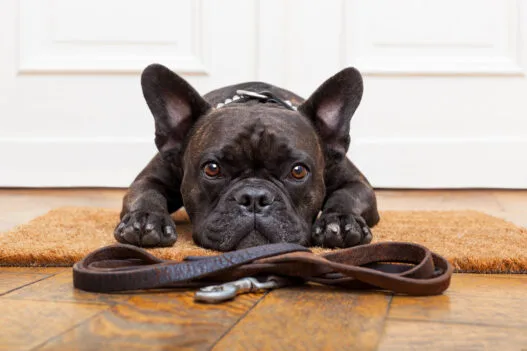 Hund der mangler hundepasning